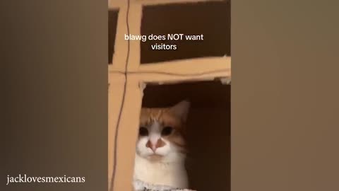 funny cat video