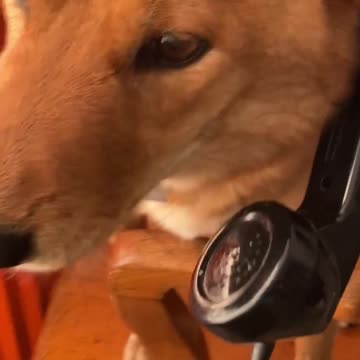 When Your Dog Has More Star Quality Than You