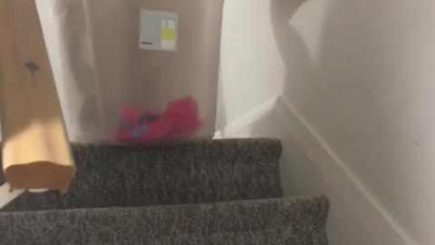 Girl sliding down stairs in plastic box and falls