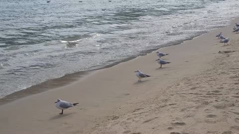 cute seagulls