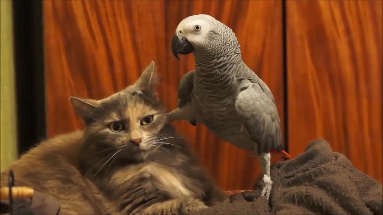 Bird Annoys Cat