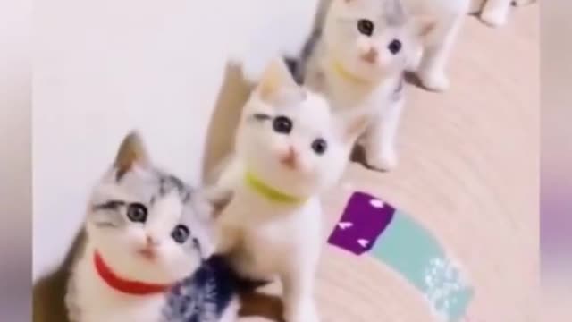 Cute Pet 💖😍🔥Funny Moment Video #shorts #Rumble #17