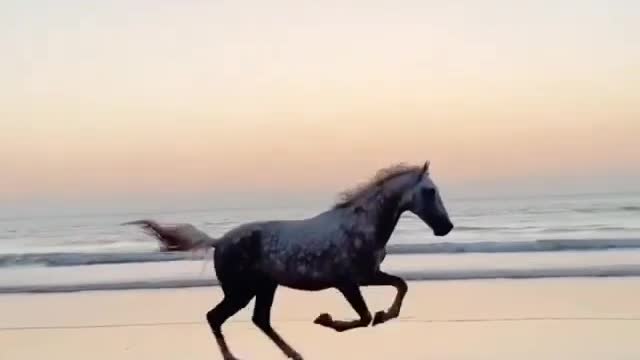 Be wild and Free like this horse