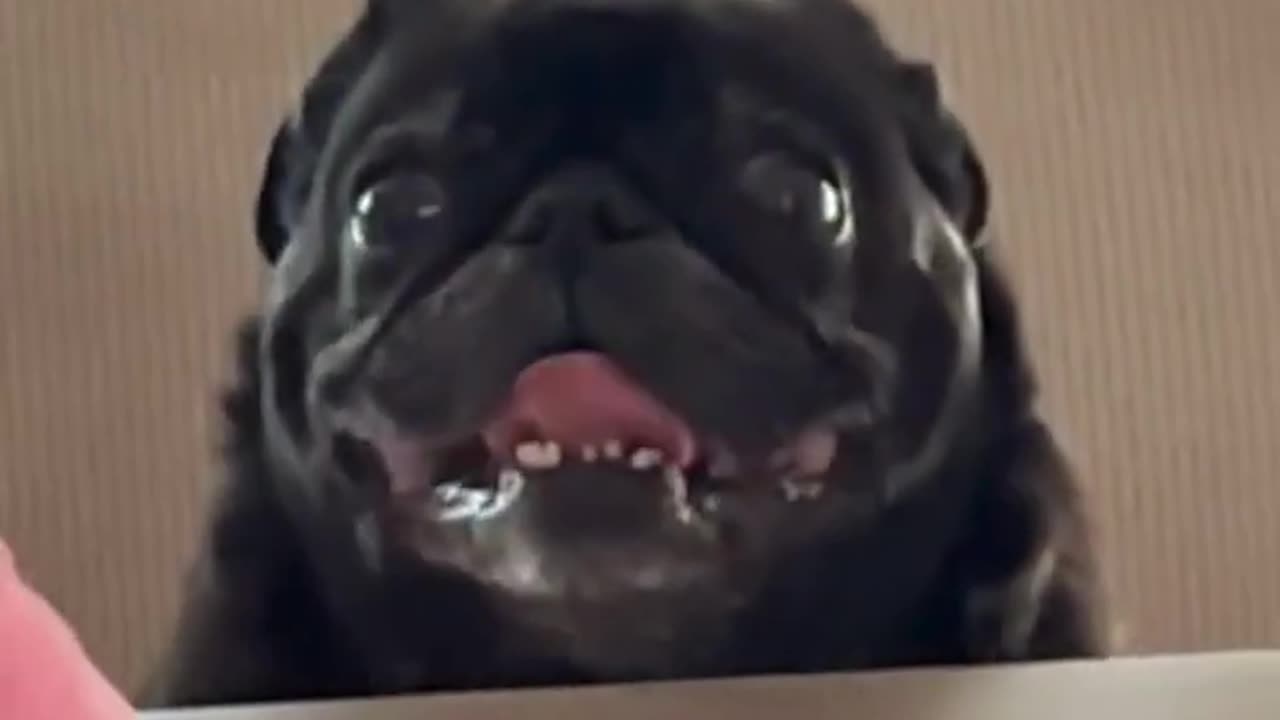 The end 😂😂😂 #funny #viral #shorts #pets #petfriendships