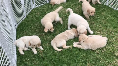 Cute Golden Puppies