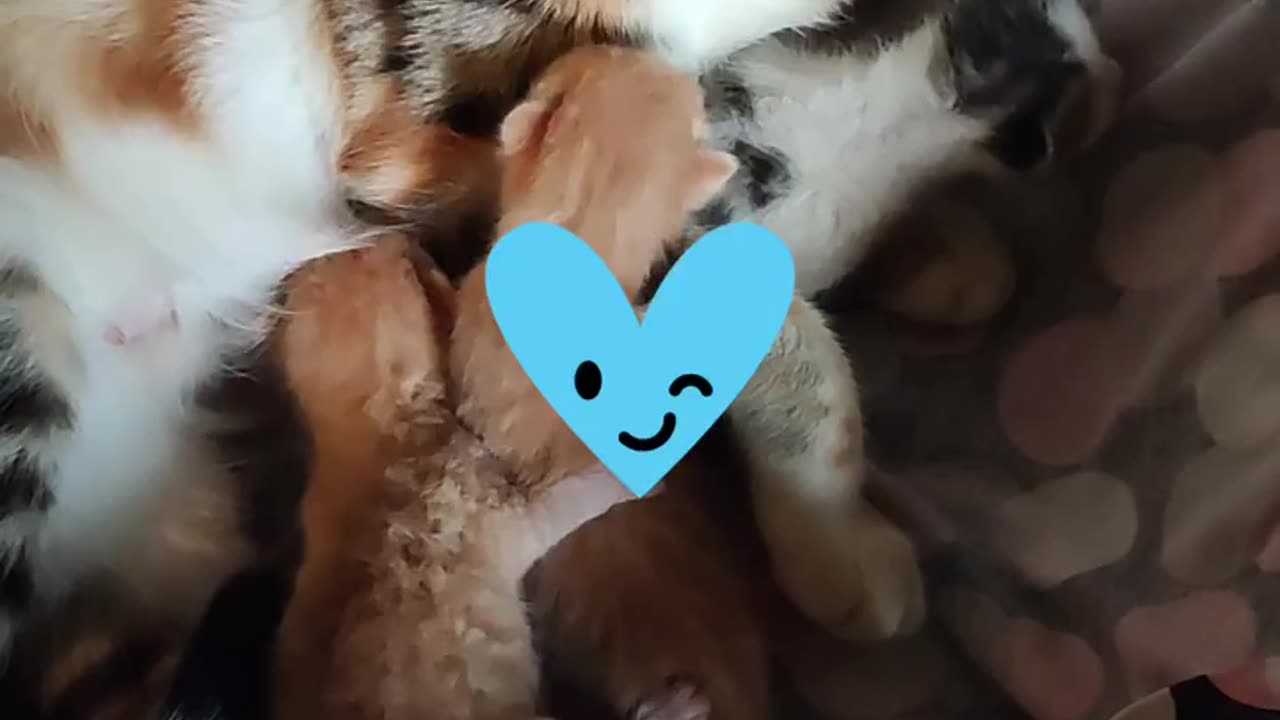 animals