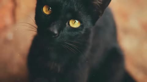 Discover the Miniature Panther with a Quirky Love for Water