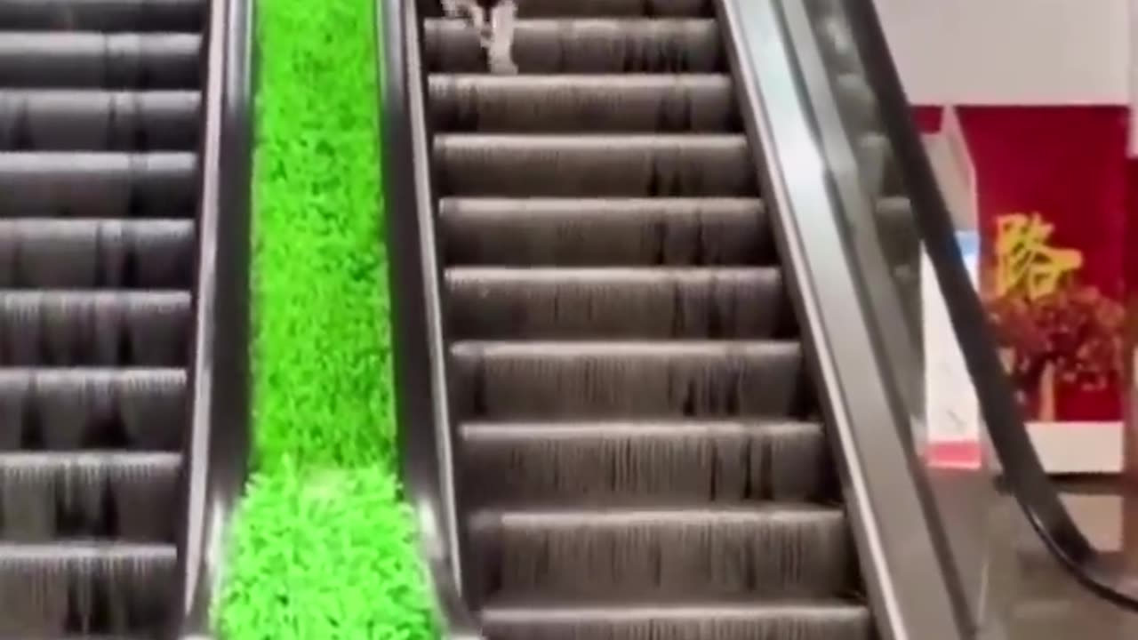 Animal funny Hilarious Hopping Hedgehog's Disco Dance!