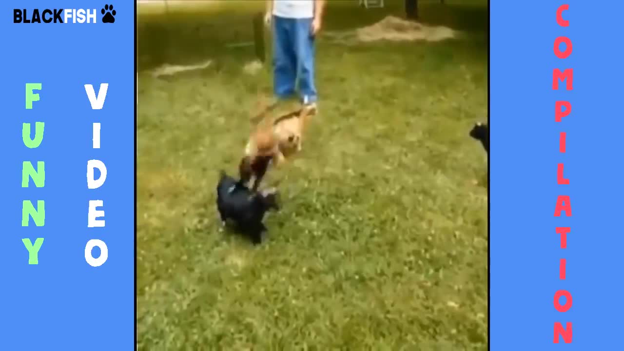 TRY NOT TO LAUGH/ FUNNY ANIMAL ACTIVITIES/