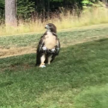 Hawk Stole and Guarded my Golf Ball!