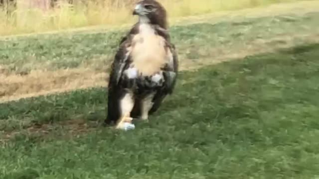 Hawk Stole and Guarded my Golf Ball!