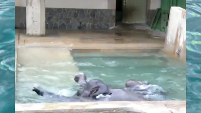 Elephants taking a very refreshing bath