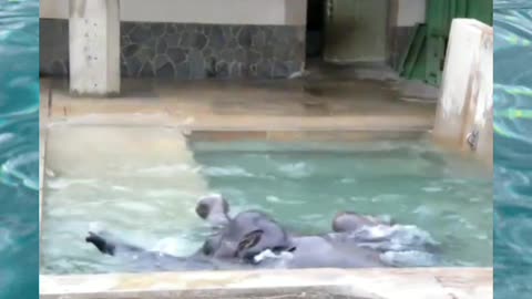 Elephants taking a very refreshing bath