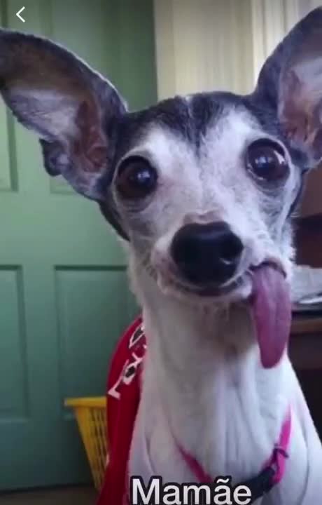 CACHORROS ENGRAÇADOS E FOFOS / DOG FUNNY/ Funniest Animals #shorts