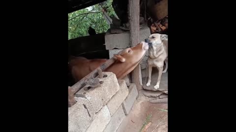 New funny animal videos