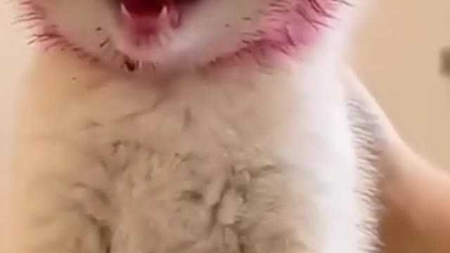 funny cute Cat 🐈😸#funny​ #youtubeshorts​ #catvideo​ #shorts