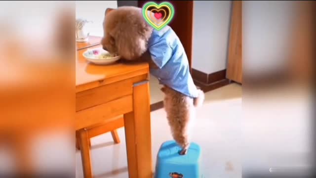 Funny dog try eating lunch