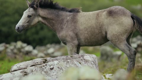 pretty horses need to be groomed