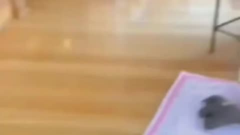 Try not to laugh! Funny Animals 2023