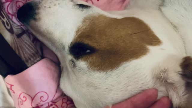 Jack Russell Squeaks from Troubled Dreams