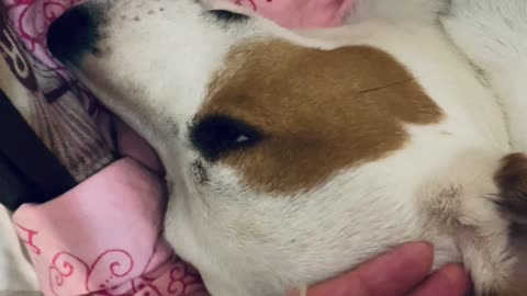 Jack Russell Squeaks from Troubled Dreams