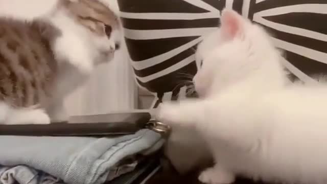 Funny kittens fighting