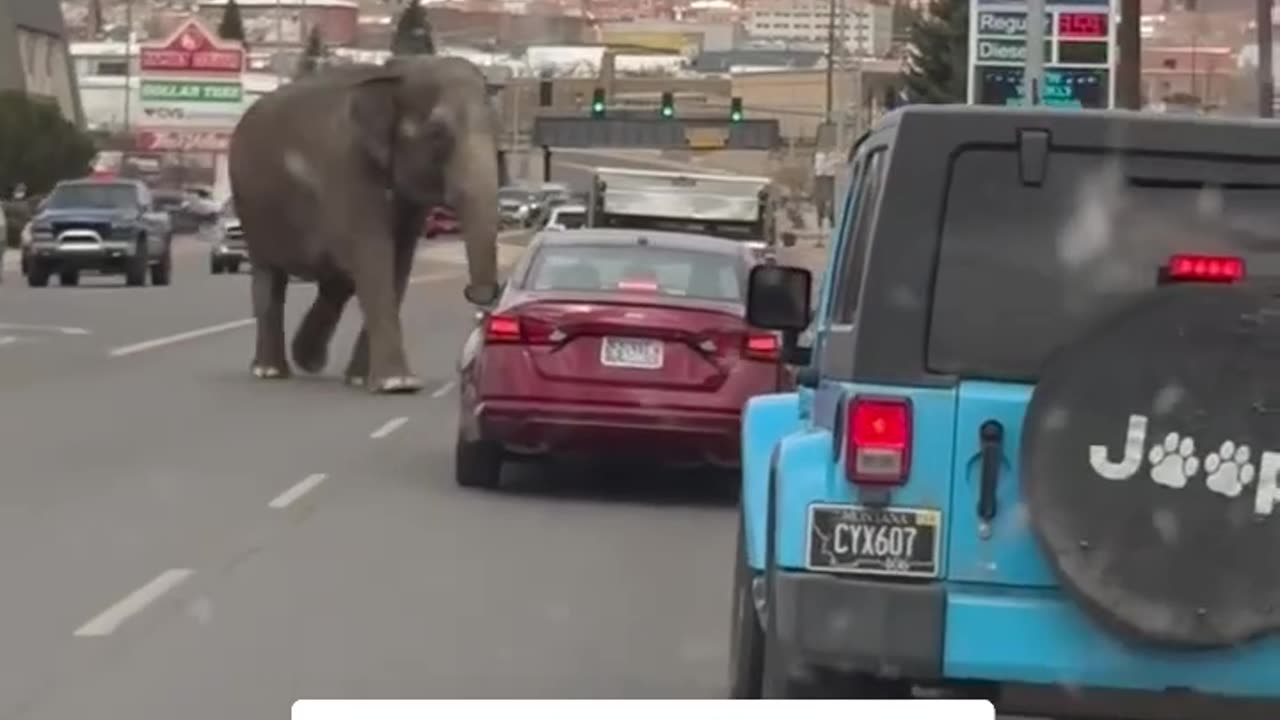Escaped circus elephant stops traffic in Montana...