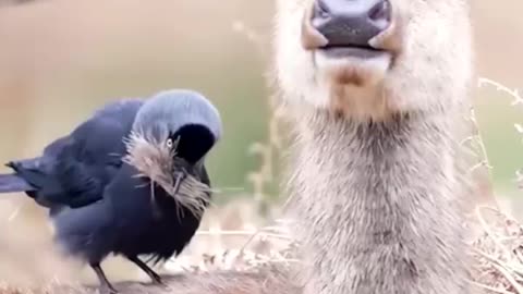 deer and his bird friends