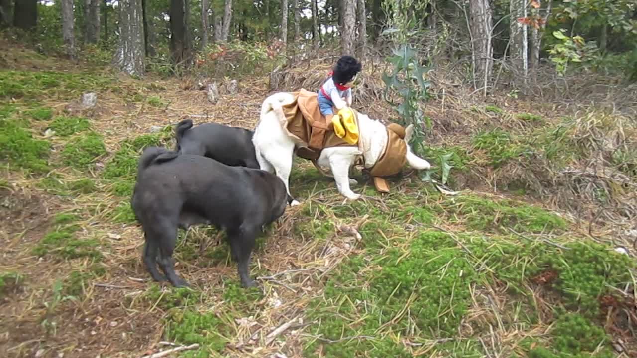 Pug Cowboy Costume