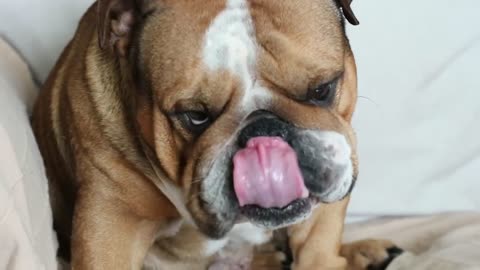 How To Treat a Dog's Dry Nose