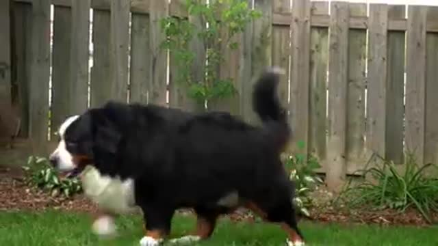 Bernese Mountain Dog thunderstorm