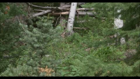 Huge Sasquatch Track