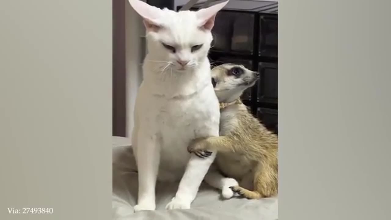 Animal fun video 🤣🤣