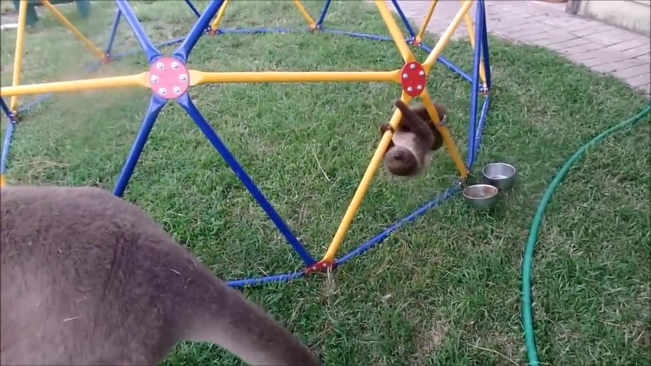 Baby Sloths Being Sloths - FUNNIEST Compilation Animal Funny Video