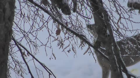 Two roe deer dig snow looking for apples