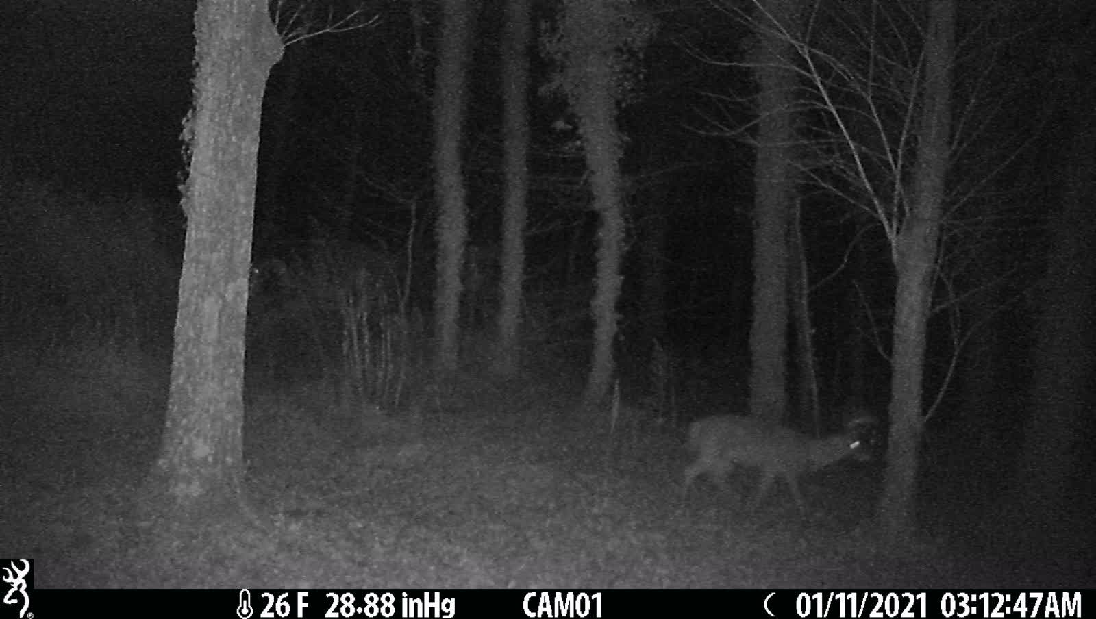 Buck Passing Through 1-11-21