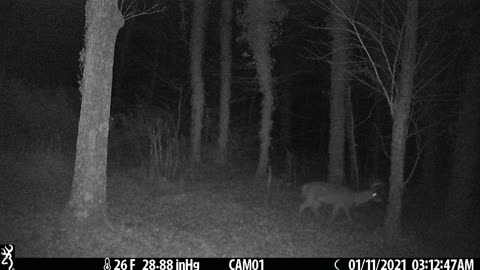 Buck Passing Through 1-11-21