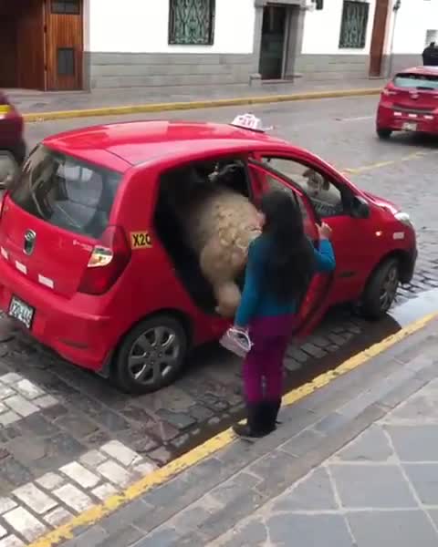 Lama getting a ride in a taxi!