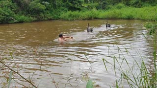 Bird Protects Its Pond