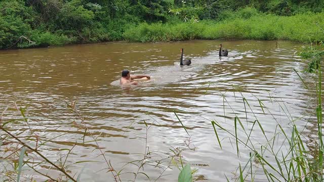 Bird Protects Its Pond