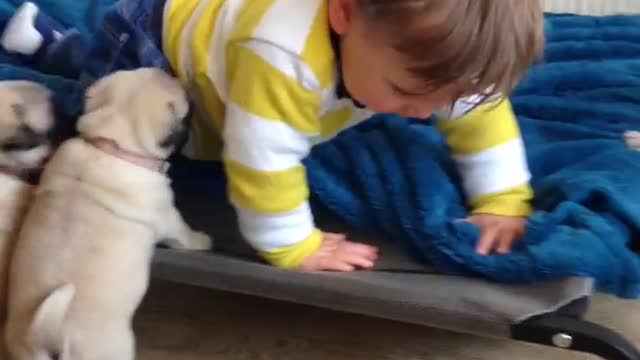 Pug puppies play with louie