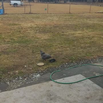 Chicken in the yard
