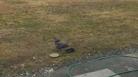 Chicken in the yard