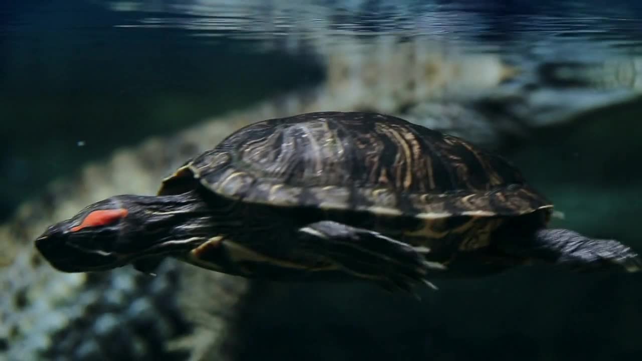 red-eared turtle under water