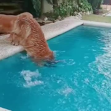 Golden retriever dive in the pool.mp4