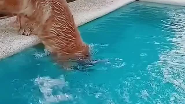 Golden retriever dive in the pool.mp4