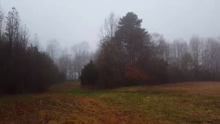 Foggy Field with Owls