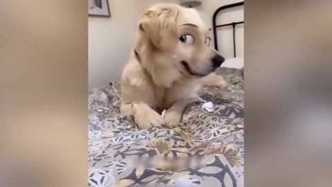 Funniest Animals