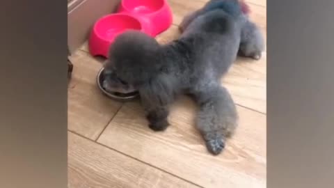 That must be a flea biting on your body