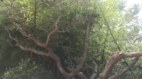 What a strange shape this tree is